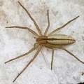 Tibellus sp   Laufspinne W5 2