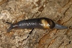 Vitrinidae  Glasschnecke 8 2