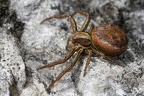 Xysticus sp   Krabbenspinne 8 2