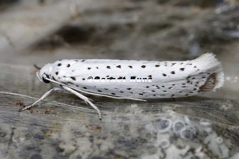 Yponomeuta_evonymella_1_2.jpg