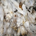 Yponomeuta evonymella 2 2