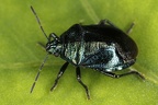 Zicrona caerulea  Blaugr  ne Baumwanze 8 2