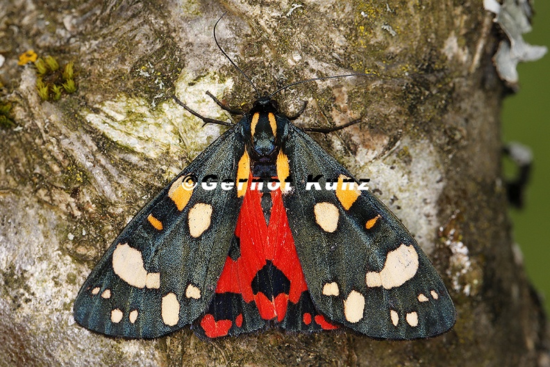 Callimorpha dominula Sch nb r 1 2 - Callimorpha_dominula__Sch__nb__r_1_2.jpg Callimorpha_dominula__Sch__nb__r_1_2.jpg