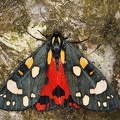 Callimorpha dominula  Sch  nb  r 1 2