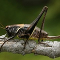 Pholidoptera aptera  Alpen-Strauchschrecke 1 2