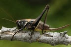 Pholidoptera aptera  Alpen-Strauchschrecke 1 2