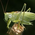 Tettigonia cantans  Zwitscherschrecke 1 2