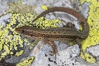 Zootoca vivipara  Bergeidechse  Waldeidechse M7 2