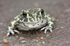 Bufo viridis  Wechselkr te 1 1