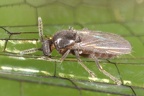 Forcipomyia paludis 1 2