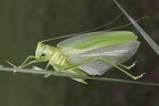 IMG 3261 Tettigonia sp 