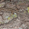 Lacerta agilis  Zauneidechse W1 2