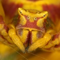 Thomisus onustus  Geh ckte Krabbenspinne  1 2