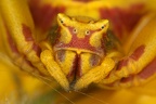 Thomisus onustus  Geh ckte Krabbenspinne  1 2