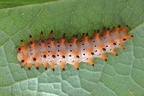Zerynthia polyxena  Osterluzeifalter L1 1