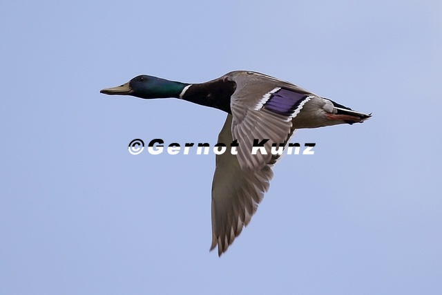 Anas_platyrhynchos__Stockente_M3_2.jpg