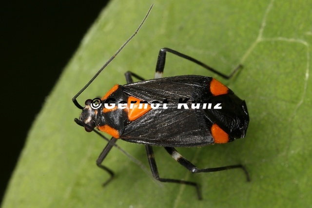 Capsodes_mat__Rotschwarze_Weichwanze_5_2.jpg