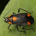 Capsodes mat  Rotschwarze Weichwanze 5 2