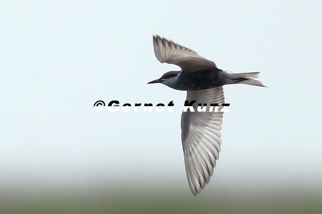 Chlidonias_hybridus__Wei__bartseeschwalbe_1_2.jpg