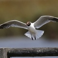 Chroicocephalus ridibundus  Lachm  we 3 2