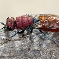 Chrysididae 2 2