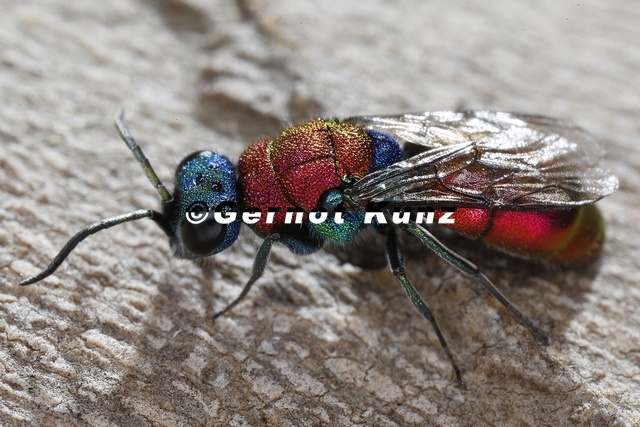 Chrysididae__Goldwespe_3_3.jpg