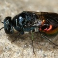 Chrysididae  Goldwespe  indet  5 2