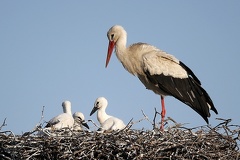 Ciconia ciconia  Wei  storch 1 3