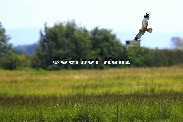 Circus_aeruginosus__Rohrweihe_9_2.jpg