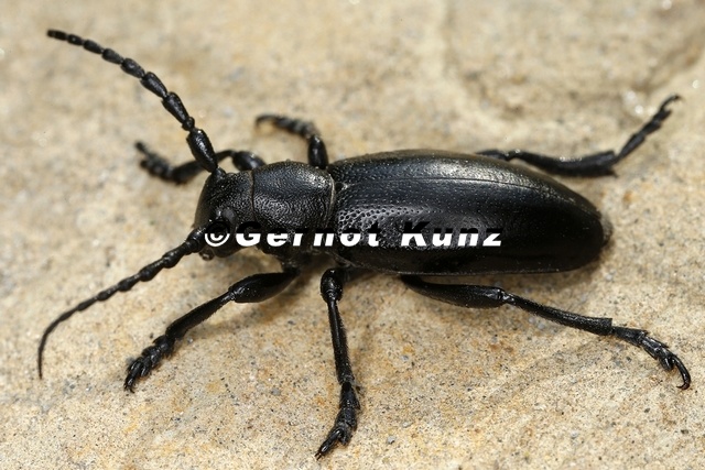 Dorcadion_aethiops_3_2.jpg