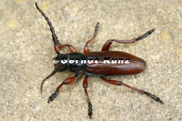 Dorcadion_fulvum__Braunroter_Erdbock_3_2.jpg