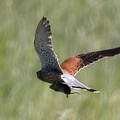 Falco tinnunculus  Turmfalke 7 2