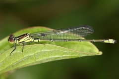 Ischnura pumilio  Kleine Pechlibelle MJuv 1 2