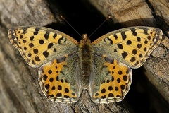 Issoria lathonia  Kleine Perlmutterfalter 8 2