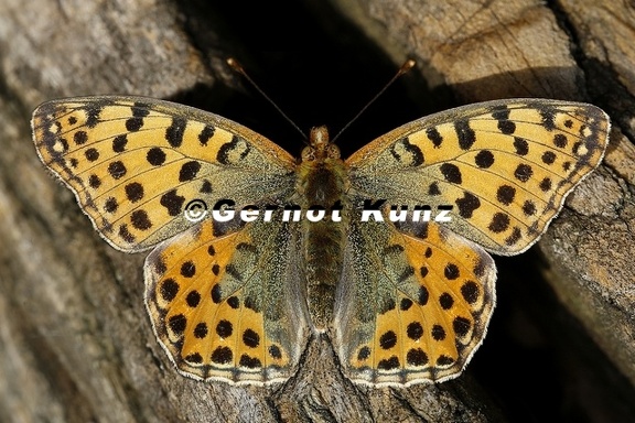 Issoria lathonia  Kleine Perlmutterfalter 8 2
