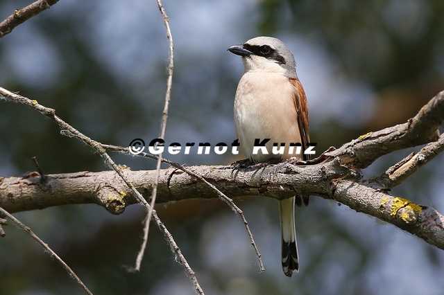 Lanius_collurio__Neunt__ter_8_2.jpg