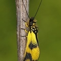 Libelloides macaronius    stliche Schmetterlingshaft 4 2