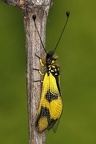 Libelloides macaronius    stliche Schmetterlingshaft 4 2