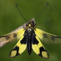 Libelloides macaronius    stliche Schmetterlingshaft 5 2