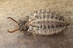 Libelloides macaronius    stliche Schmetterlingshaft L1 2