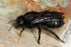 Megachile parietina  Schwarze M  rtelbiene 1 2