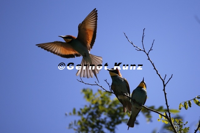 Merops_apiaster__Bienenfresser_6_2.jpg