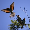 Merops apiaster  Bienenfresser 6 2