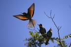Merops apiaster  Bienenfresser 6 2