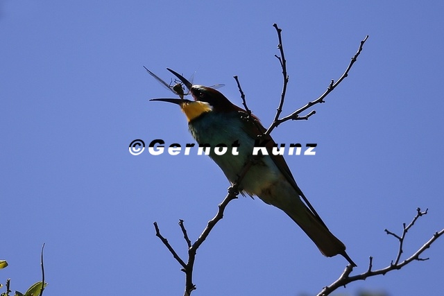 Merops_apiaster__Bienenfresser_8_2.jpg