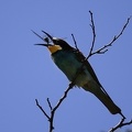Merops apiaster  Bienenfresser 8 2