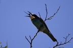 Merops apiaster  Bienenfresser 8 2