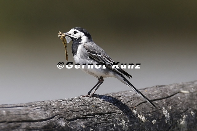 Motacilla_alba__Bachstelze_8_2.jpg
