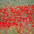 Papaver rhoeas  Klatschmohn 