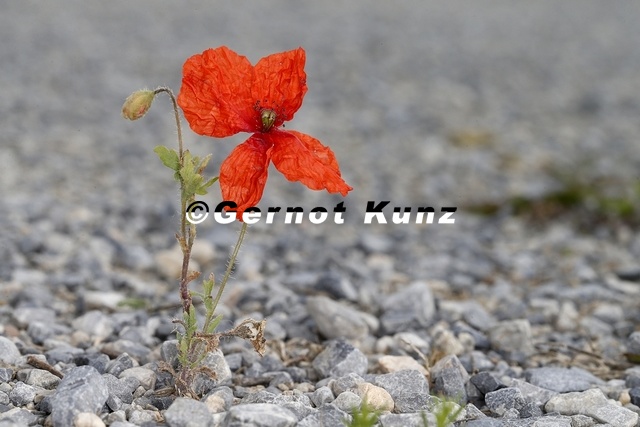 Papaver_rhoeas__Klatschmohn_7_2.jpg